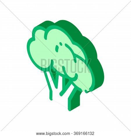 Healthy Food Vegetable Rapini Vector Isometric Sign. Color Isolated Symbol Illustration