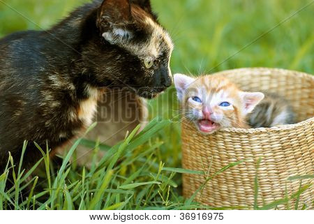 Mãe de gato e do gatinho