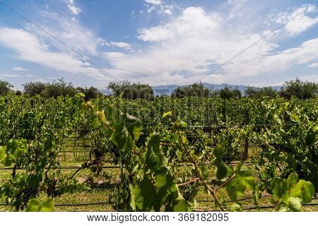 Vine Plants In A Vineyard In Mendoza On A Sunny Day With Blue Sky.