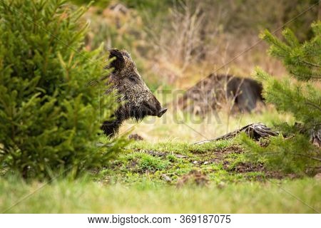 Dreamy Wild Boar Waiting Hidden Behind The Small Tree In The Spring Forest