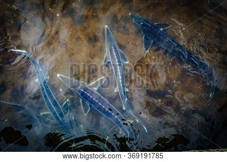 Live Sturgeons In The Cage In Fish Breeding Farm