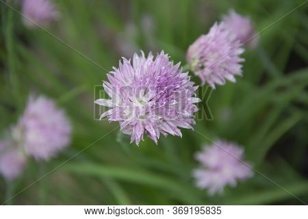 Blooming Chives Plant And Creeping Jenny (lysimachia Nummularia) As A Background After The Rain