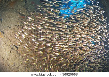 Glassfish ภายในให้เรืออับปาง