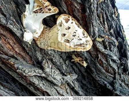 Tinder Mushroom With The Latin Name Cerioporus Squamosus Grew On The Bark Of An Old Tree