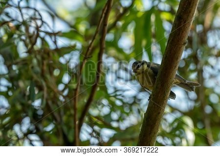 An Blue Tit Banch Of An Tree