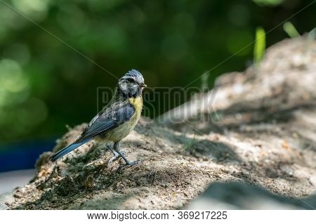 An Blue Tit By The Water In The Pool