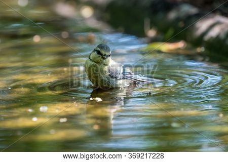 An Blue Tit By The Water In The Pool