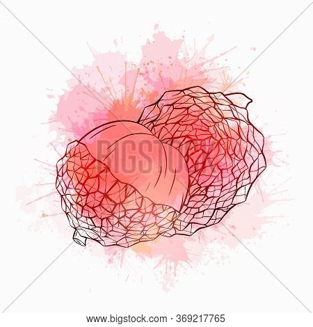 Sketch Lychee Tropical Fruit Illustration With Pink And Red Watercolor Splashes. Whole And Half Berr