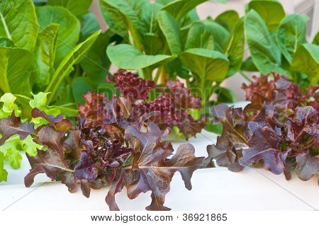 Soilless Or Hydroponic