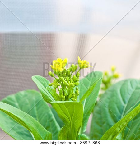Soilless Or Hydroponic