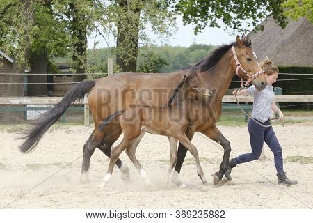 Little Brown Foal, Trosts Next To The Mother, One Week Old, During The Day With A Countryside Landsc