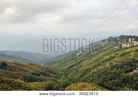 Tea garden