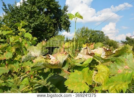 Wine Grape, Grapevine Plant Suffers From Yellow Spots On Leaves, Powdery Mildew, Downy Mildew, Serio