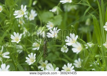 Spring Flowers And Leaves Of Stellaria Holostea As A Background