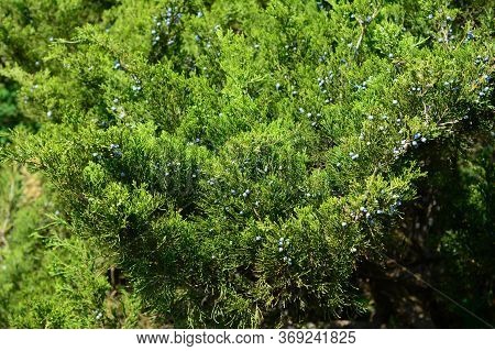 A Large Shrub Of Juniperus Excelsa, Greek Juniper With Lush Foliage Of Green Needle-leaves And Small