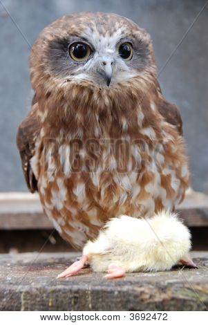 Owl With Prey