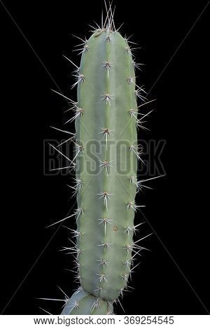 Sideways Shot Of A Soiny Cactus In Black Back