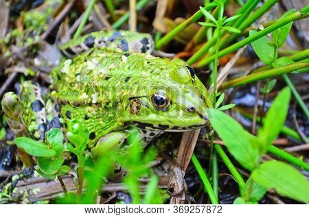 Green Frog, Lithobates Clamitans, On Log In A Pond