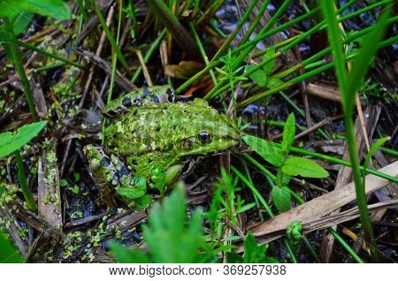 Green Frog, Lithobates Clamitans, On Log In A Pond