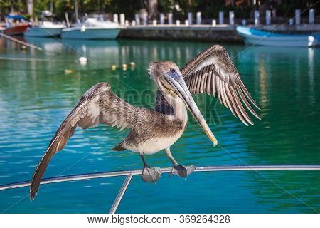 Close-up Of A Gray Pelican Sitting On A Ship. Pelican Spread Its Wings. A Beautiful Pelican Bird On 