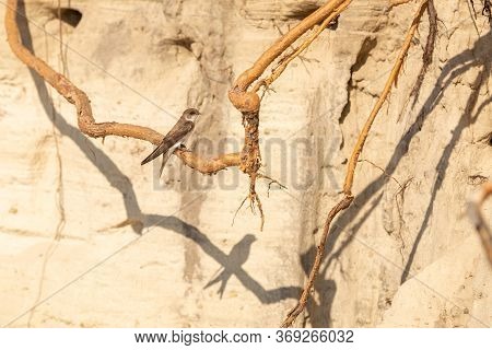 Bird On The Sandy Shore Of A Pond