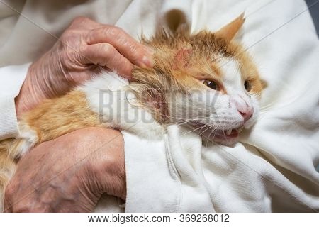 Cat With A Wound On His Head And Neck After A Fight With A Dog, Is Trying To Break Free From The Han
