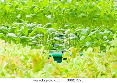 Soilless Or Hydroponic