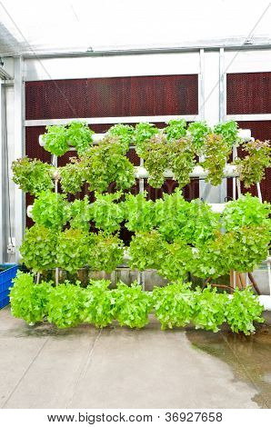 Soilless Or Hydroponic