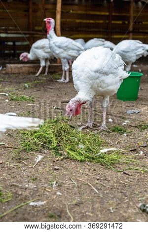 Turkey On A Farm , Breeding Turkeys. White Turkey Portrait. Flock Of Turkeys At The Farm. Pasture Ra