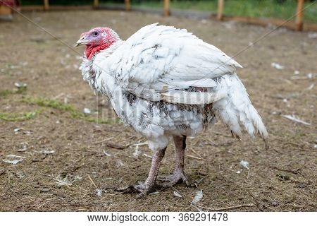 Turkey On A Farm , Breeding Turkeys. White Turkey Portrait. Flock Of Turkeys At The Farm. Pasture Ra