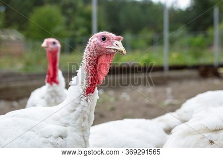 Turkey On A Farm , Breeding Turkeys. White Turkey Portrait. Flock Of Turkeys At The Farm. Pasture Ra