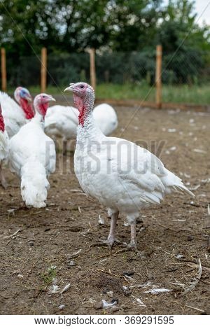 Turkey On A Farm , Breeding Turkeys. White Turkey Portrait. Flock Of Turkeys At The Farm. Pasture Ra