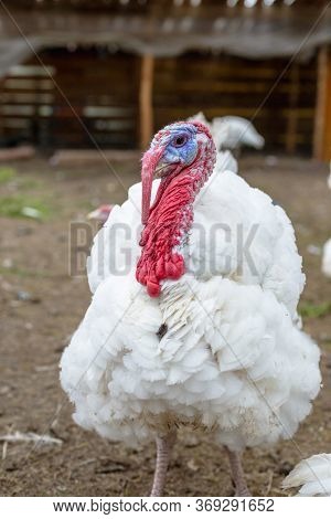 Turkey On A Farm , Breeding Turkeys. White Turkey Portrait. Flock Of Turkeys At The Farm. Pasture Ra