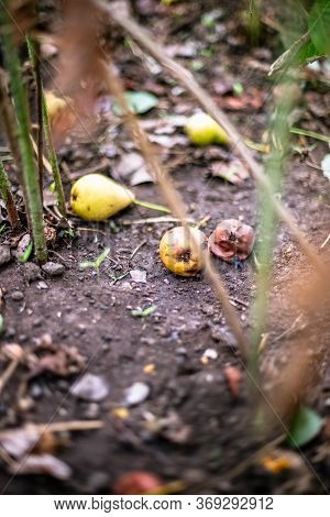 Rotten Pear On The Ground In Summer.