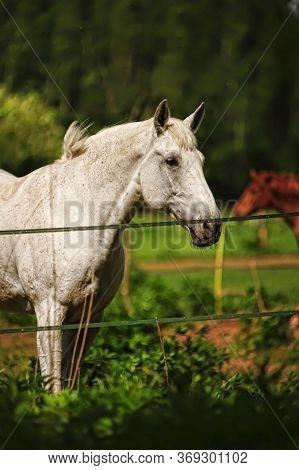 Beautiful White Horse Grazes In The Corral In Summer