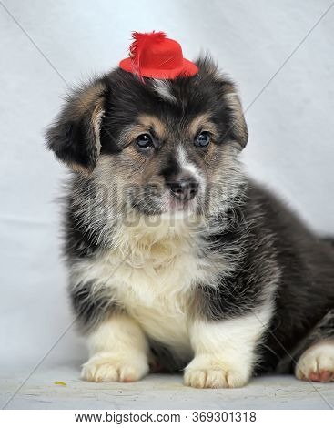 Funny Little Corgi Puppy On A White Background In A Hat