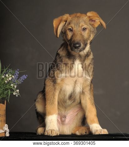 Mongrel Brown Puppy On A Gray Background Next To Flowers