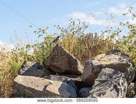 Tree Sparrow Sitting On A Stone In Ruins Of The Greek - Roman City Of The 3rd Century Bc - The 8th C
