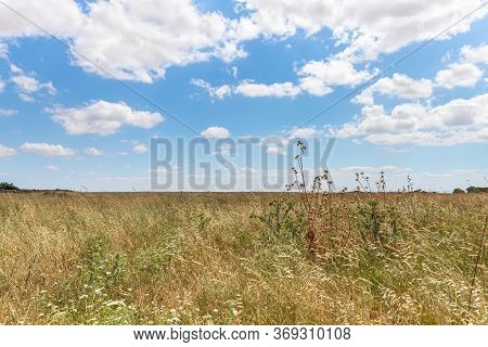 Steppe And Thorny Bush Near The Remnants Of The Early Bronze Age Megalithic Complex Of The Early Bro