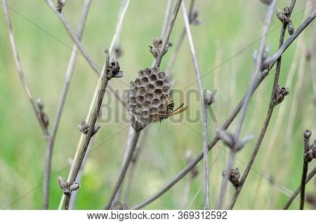 A Field Wasp Is Building A Hive In The Grass.
