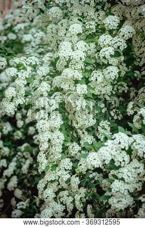 A Branch Of The Spirea. Blooming Spirea By White Small Flowers. Spirea Wallpaper.