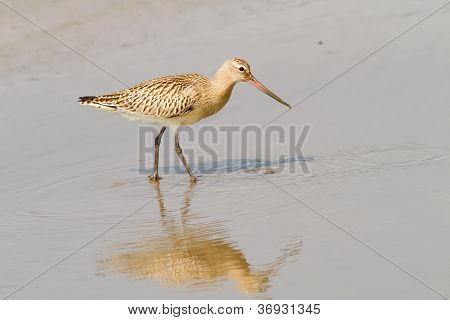 หางแถบ Godwit