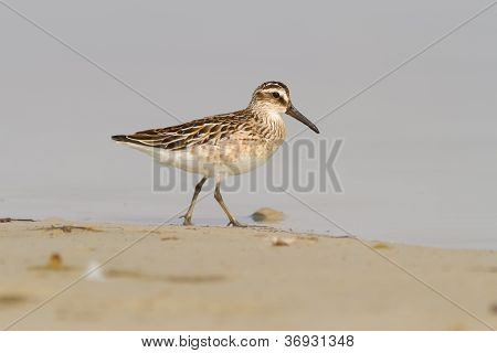 Broad-billed Sandpiper
