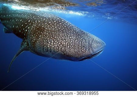 The Whale Shark (rhincodon Typus) , Wildlife Portrait