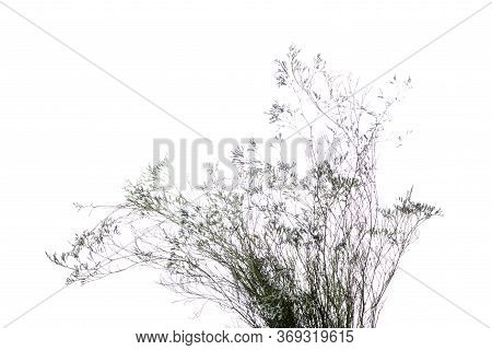 Limonium Sinuatum. Close Up Beautiful Flower Isolated On White Studio Background. Design Elements Fo