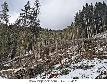 Broken Trees In The Forest After Storm.  Winter Landscape In The Mountains .