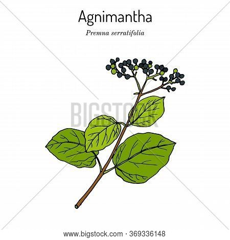 Agnimantha Premna Serratifolia , Medicinal Plant. Hand Drawn Botanical Vector Illustration