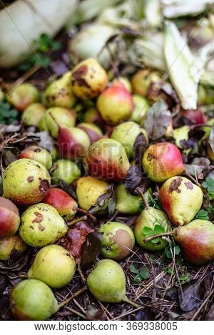 Heap Of Rotten Pears On The Ground.