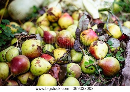 Rotten Pears On The Ground In Summer.