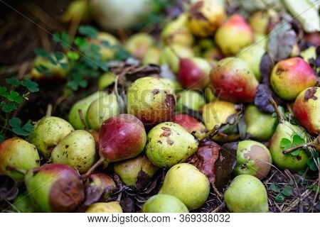 Rotten Heap Of Pears On The Ground.
